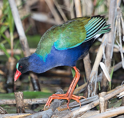 Allen's Gallinule female